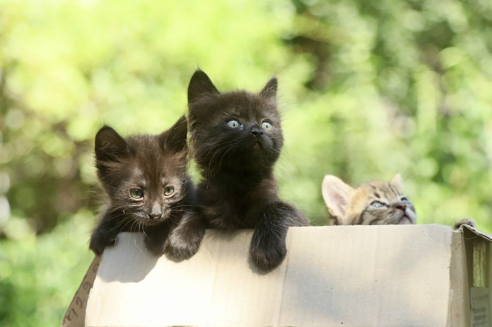 Зовсім крихітні кошенята шукають родини