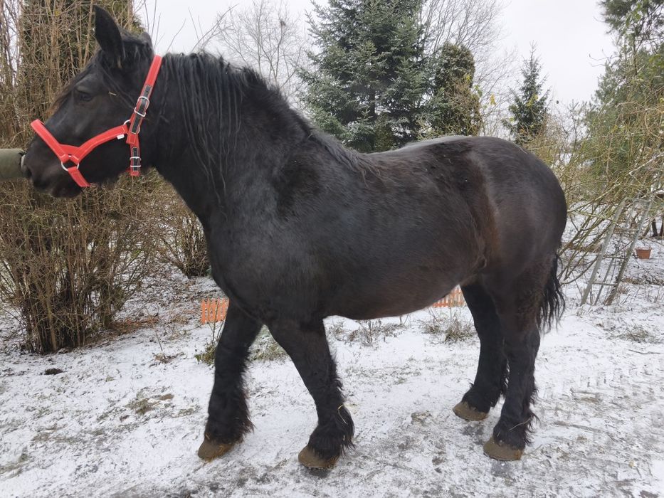 Sprzedam kobyłę Kobyła