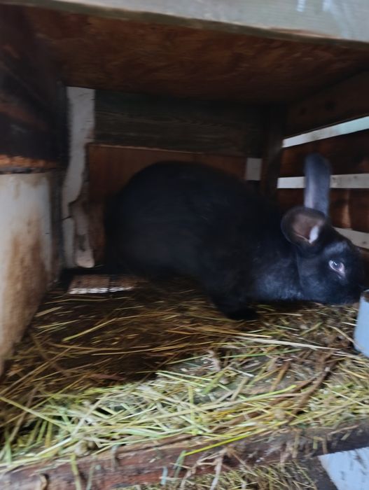 Продам кроликов молодняк