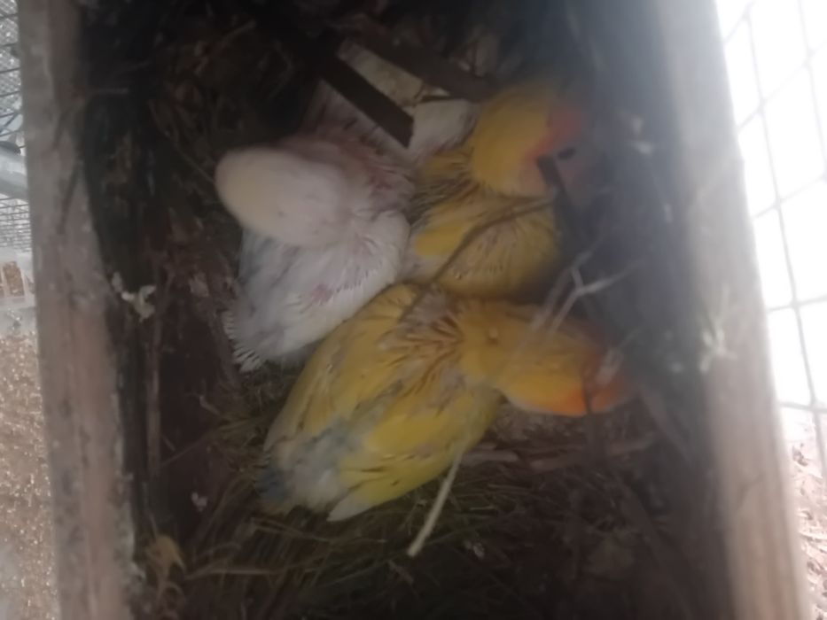 Agapornis criar à mão  Aveiro