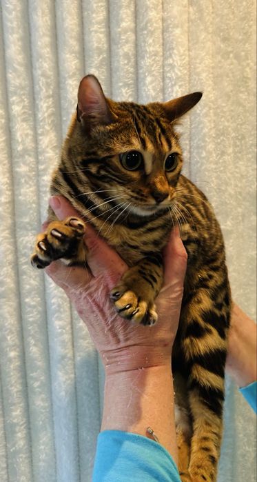 Kotka Bengal do hodowli i wystaw. TICA