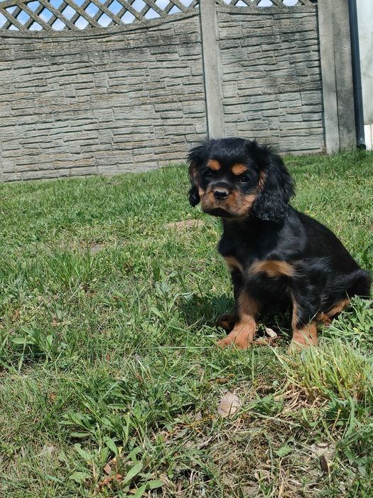 Cavalier King Charles spaniel piesek