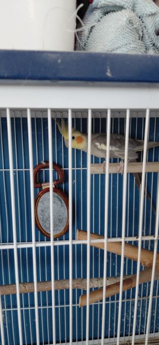 Caturras  machos bravas para criacao