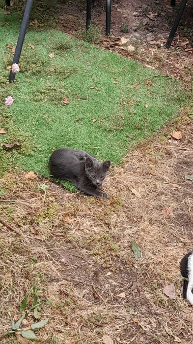 Gatinhos para adocao