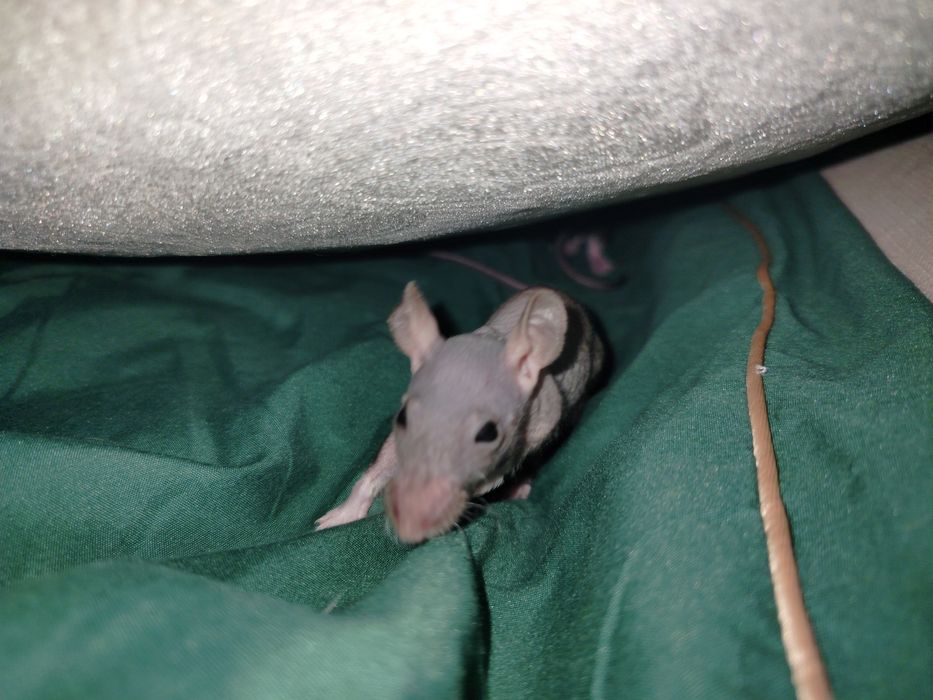 Szczur Szczurek Szczury Szczurki | Oswojone, Zbadane, Zdrowe |