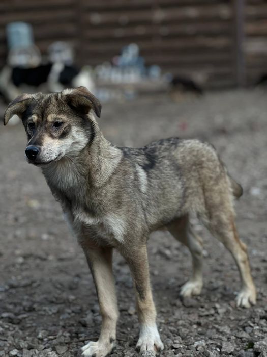 Эля отдам в семью Стерилизована