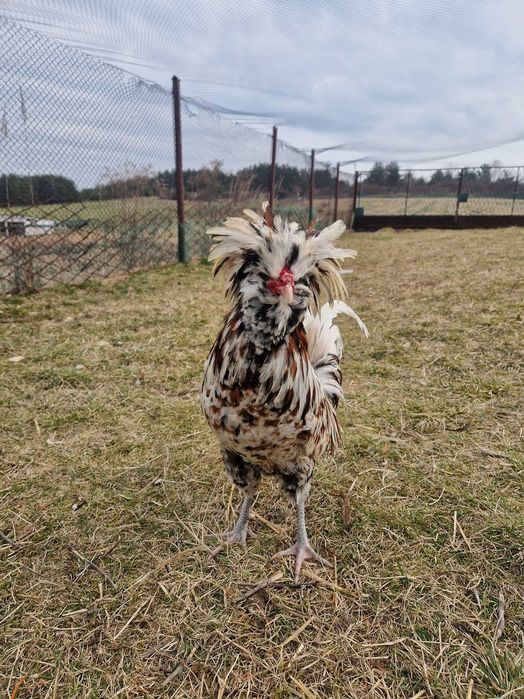 Czubatka Polska Koguty Sprzedaż