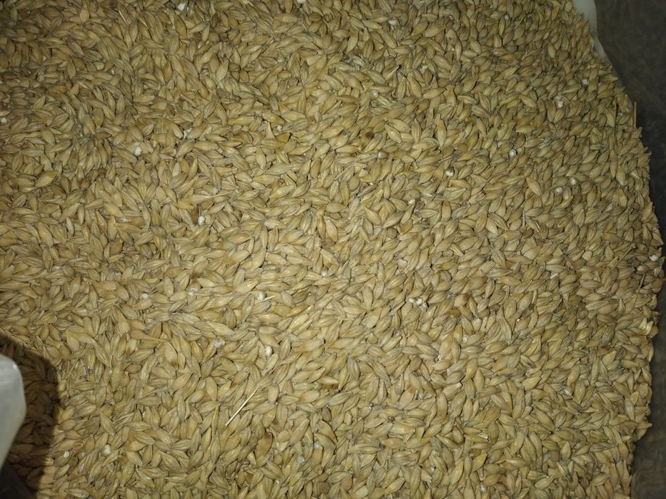 Sprzedam Zboże Owies