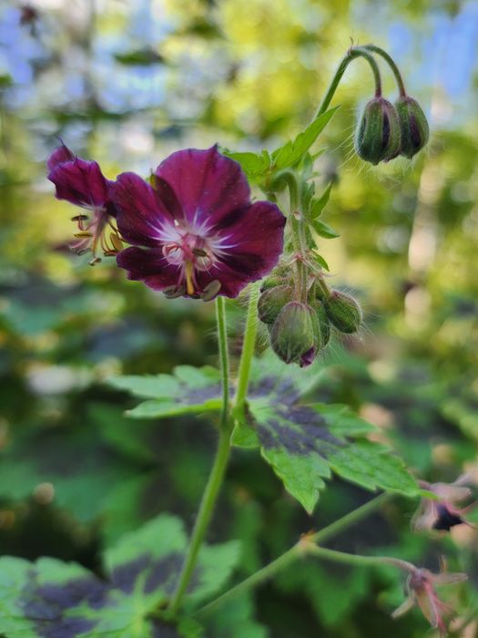 Rezerwacja sadzonki bodziszka żałobnego