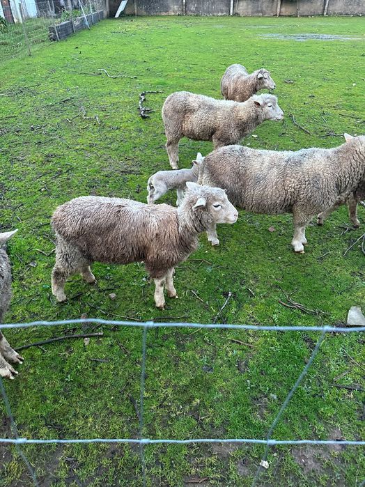 Ovelhas Île-de-France