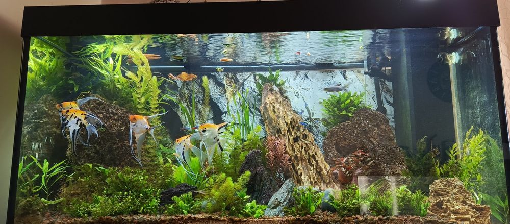 Akwarium Juwel Rio 350