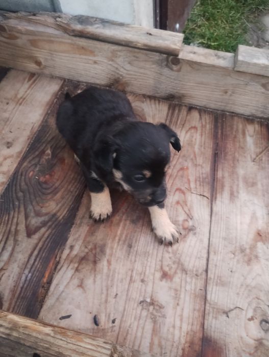 oddam pieski w dobre ręce