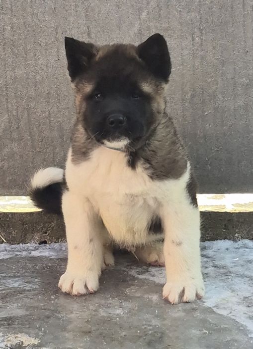 Акітодіти  Американські