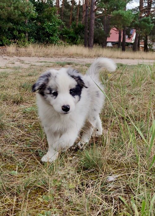 Border Collie ZKwP FCI