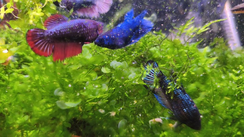 Bettas femmeas premium