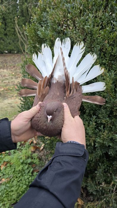 Gołębie szaryki lubelskie