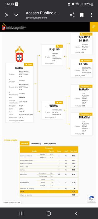 Eguas de Qualidade Lusitanas