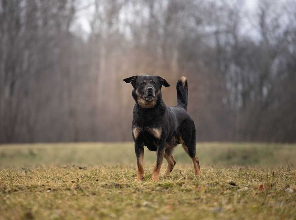 Pies Nr 61/25 TEODOR PsiKot Schronisko Chorzów