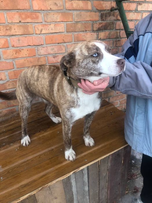 Віддамо в люблячі руки щеня поміс стаф+хаскі