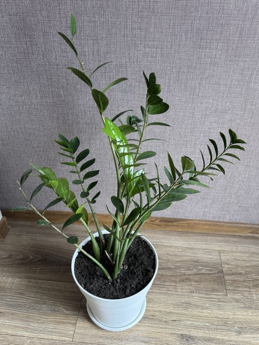 заміакулькус домашня квітка