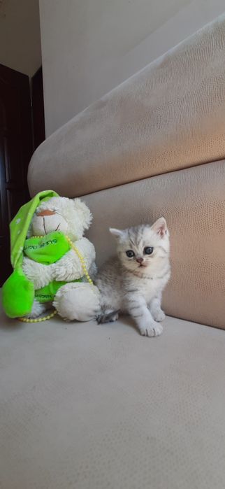 Чудесные котята в нарядном окрасе