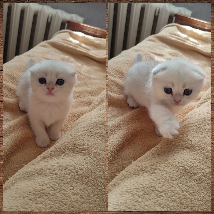 Вислоухий мальчишка, серебристая шиншилла