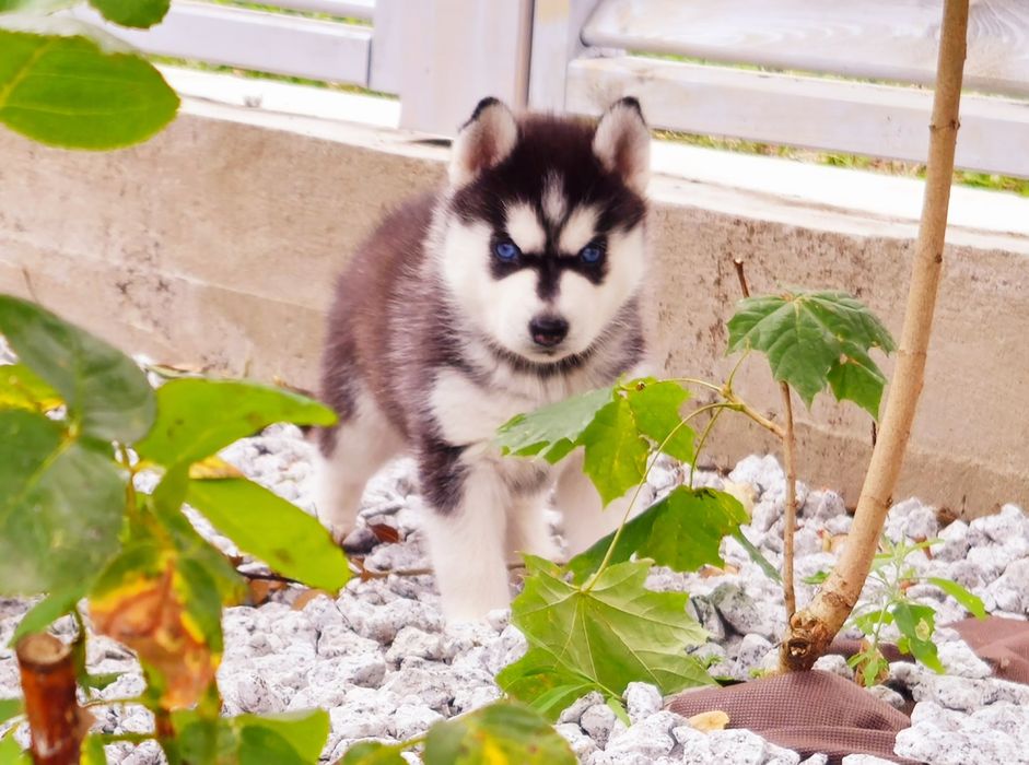 Szczeniak Siberian Husky rodowód ZKwP FCI Champion Puppy Pedigree