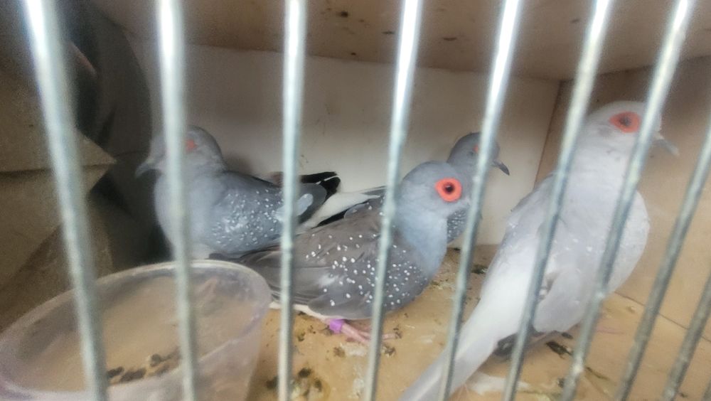 Gołąbki diamentowe