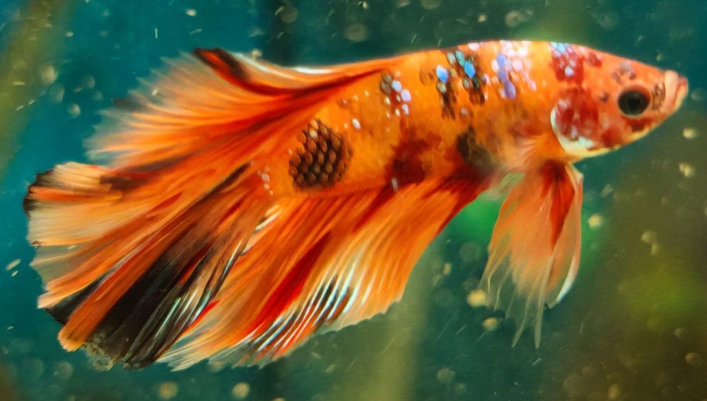 Bojownik nemo long fin samiec Aquafizz Creative