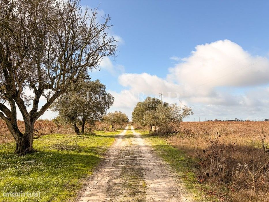 Terreno de 5,94 ha com Vinha em Exploração