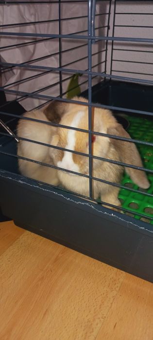 Casal coelhos anões + Gaiola Grande