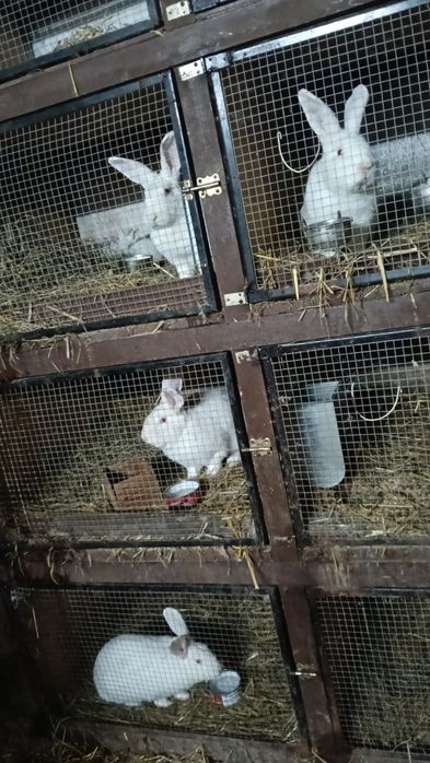 Króliki termondzkie białe i mieszańce
