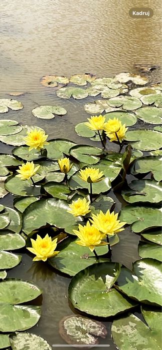 Piekne DUZE sadzonki LILIE WODNE  nenufary