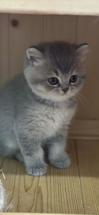 British Shorthair