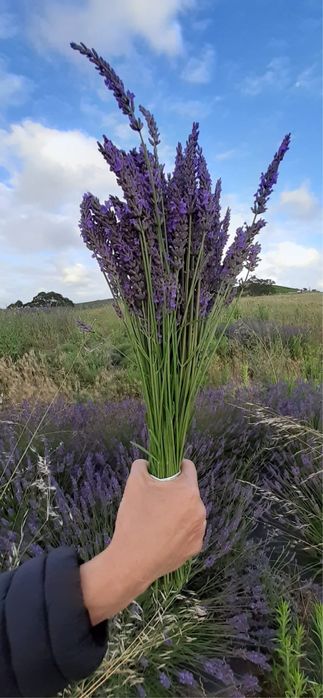 Ramos de alfazema ou alfazema desfeita