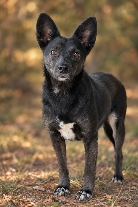 SARA,3 lata adopcja za darmo