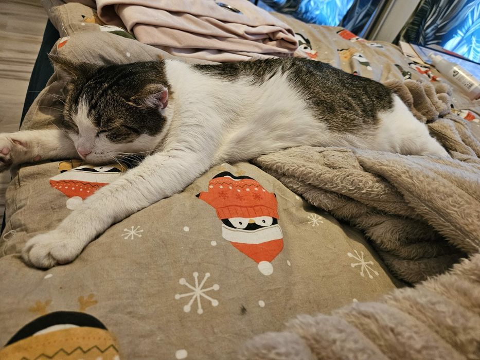 Misiu szuka domku wychodzącego