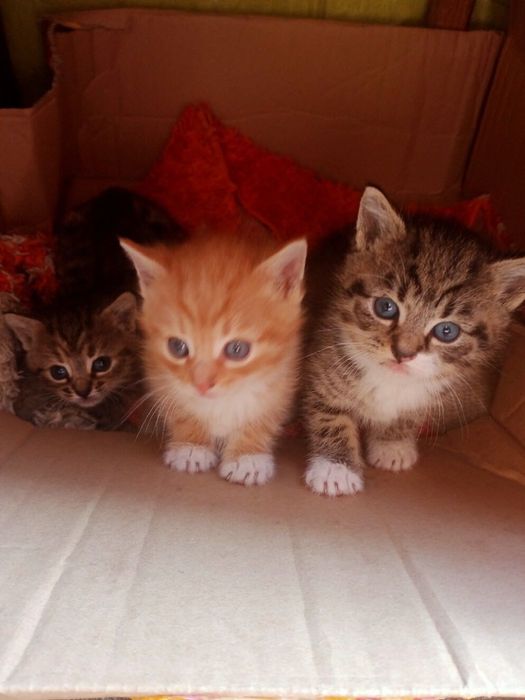 Oddam za darmo 3 małe kotki