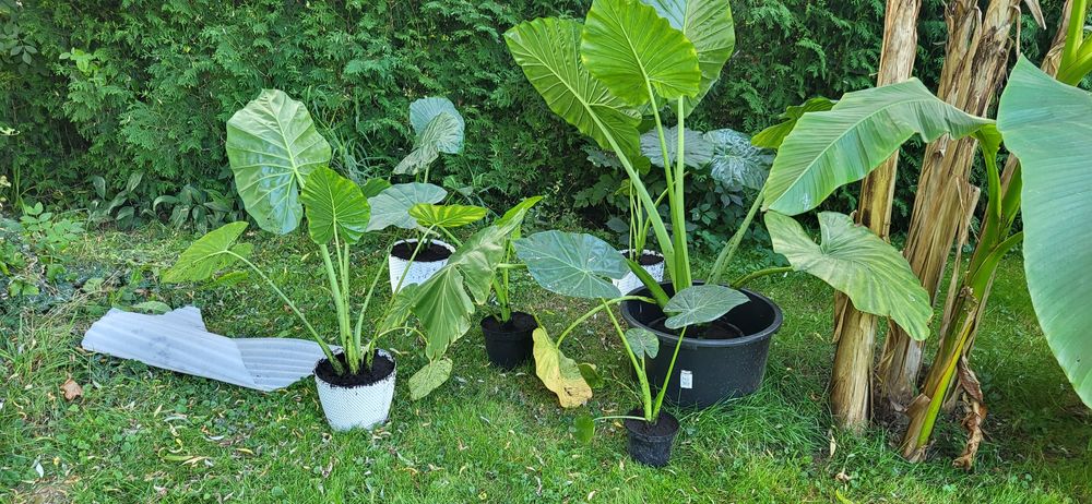 Alokazja odora, macrorhiza Black stem