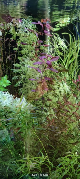 Blyxa japonica duże sadzonki