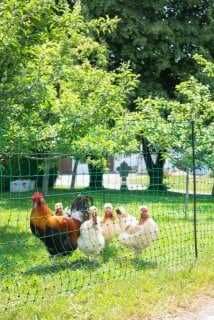 Siatka elektryczna dla drobiu Premium,Siatka drobiowa elektryczna