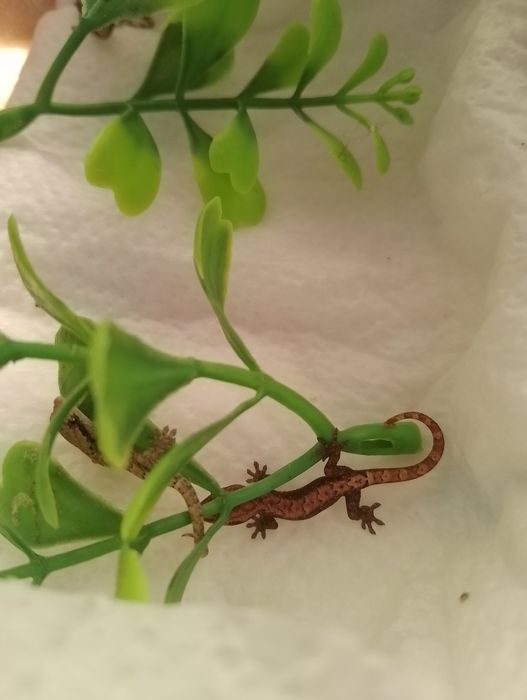 Gekony płaczące 40 zł do negocjacji Toruń