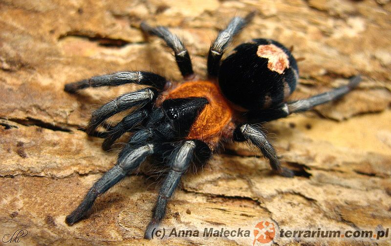 Cyriocosmus elegans - Ptasznik L6