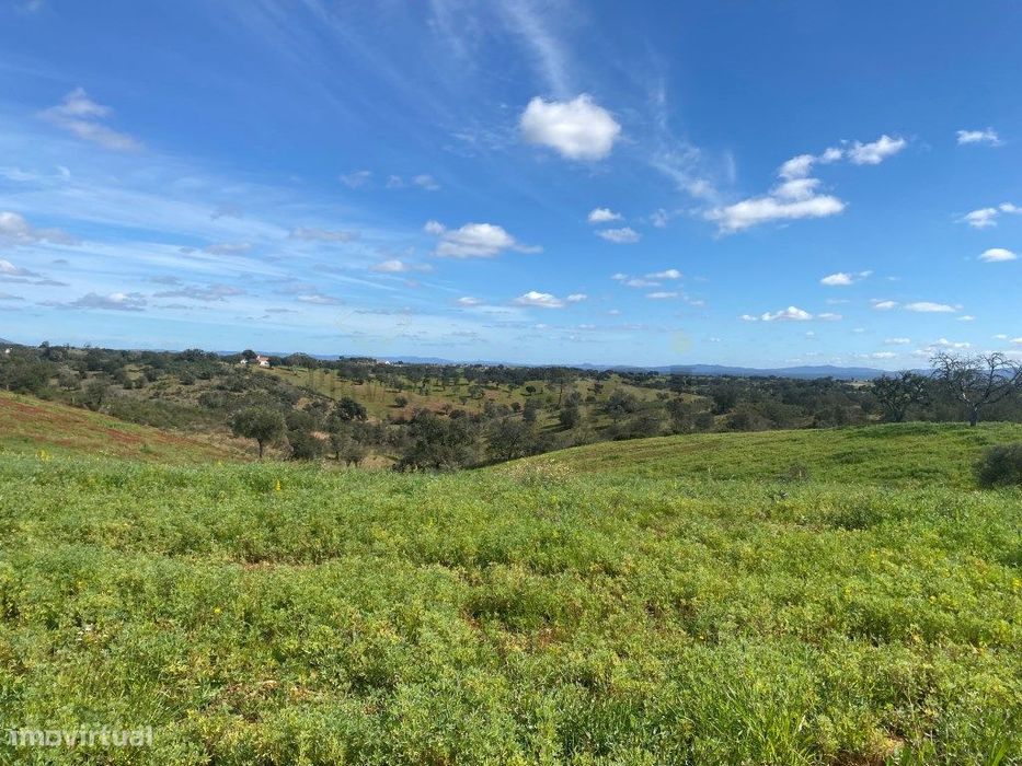 Terreno Rustico com Olival em Vila Nova de São Bento - Serpa