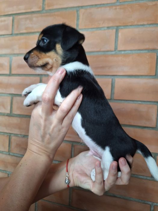 Продам хлопчика Джек Рассел тер'єр