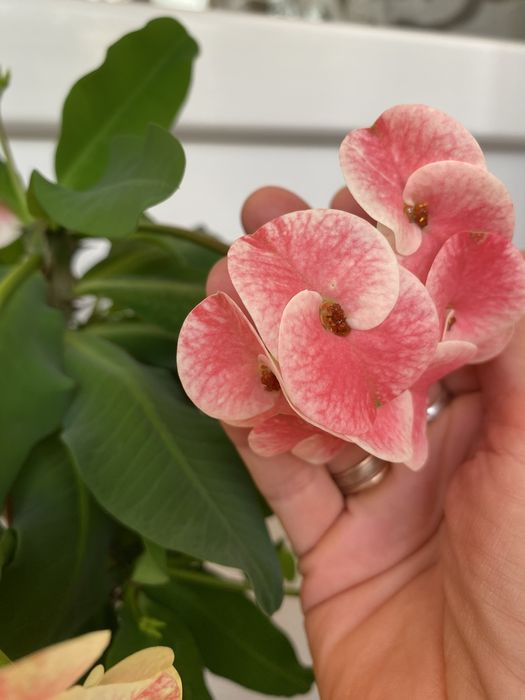 Кактус молочай міля білий , червоний , рожевий