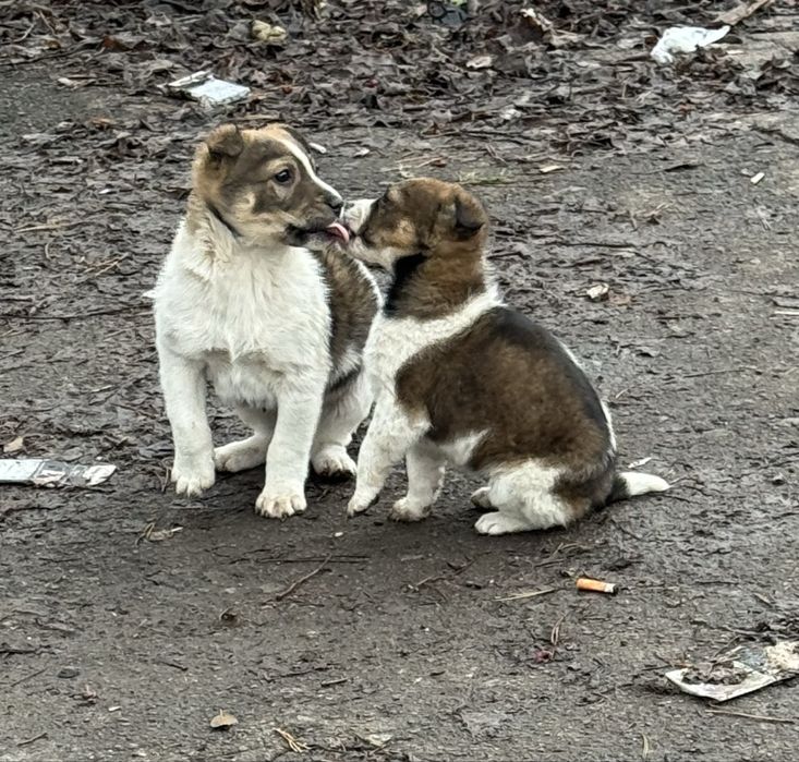 Отдам щенков в хорошие руки