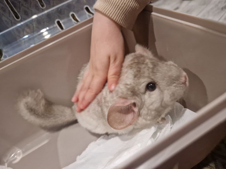 Szynszyl chinchilla шиншила