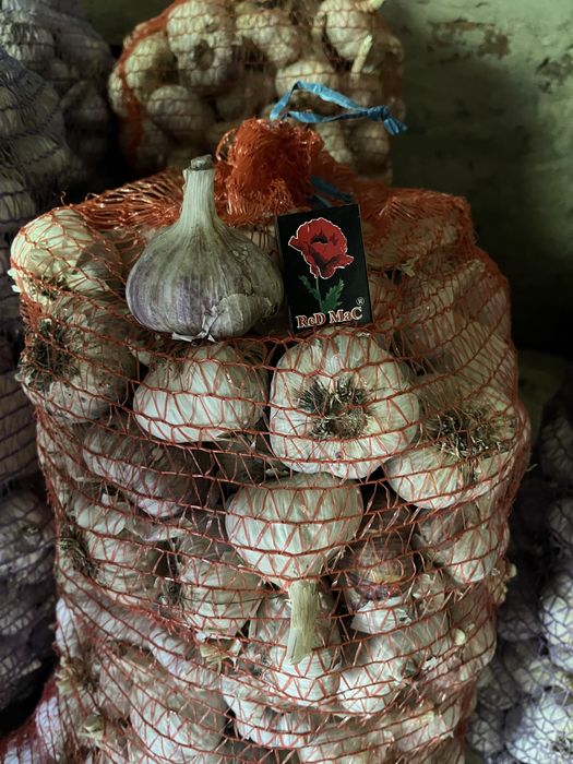Часник сорт Любаша