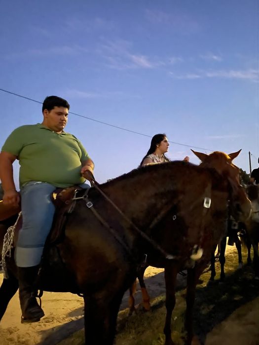 Cavalo puro sangue lusitano